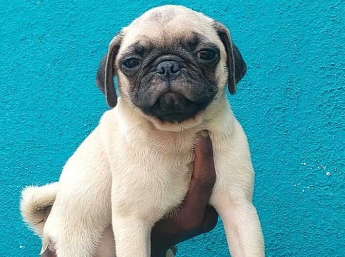 Purchase KCI Registered Pug Puppy from Chennai